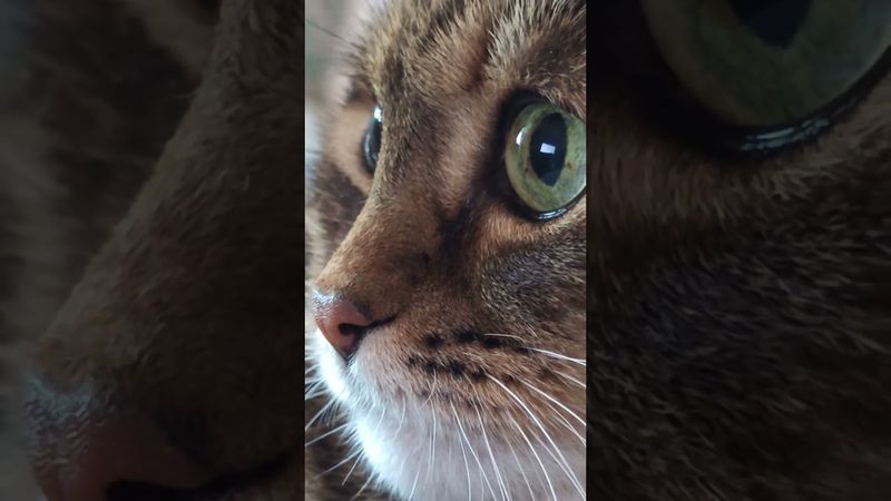 Закономерность ☝️🙀🤔🤣 #cat #кот #юмор #котушка #приколы #цитаты