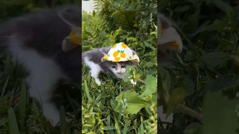 A cat and a kitty #cat #kitten #catlover #cute #love #топ #cutecat #kitty