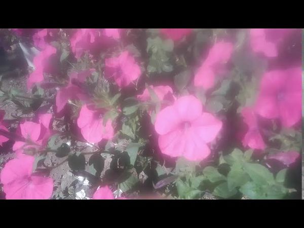 Петуния  ( тайдал хот Пинк)красивые цветочки.