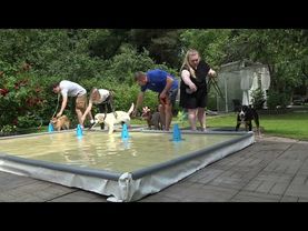 ДТ - 379. Урок на воде: хиллер, энтлебухер, сиба-ину, голден. Подвиг самурая.