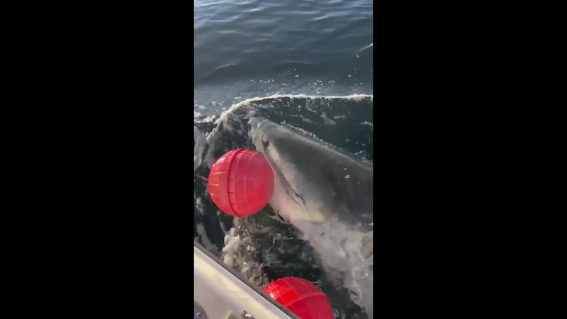 Massive great white is caught off the east coast of US