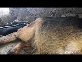 Немецкая овчарка|шевеление щенят |беременность