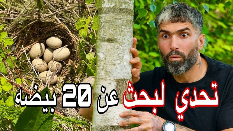 تحدي البحث عن 20 بيضة في العش