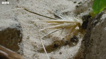 النبات الذي يمشي!