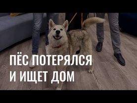 Добрая рубрика: Пёс потерялся и ищет дом