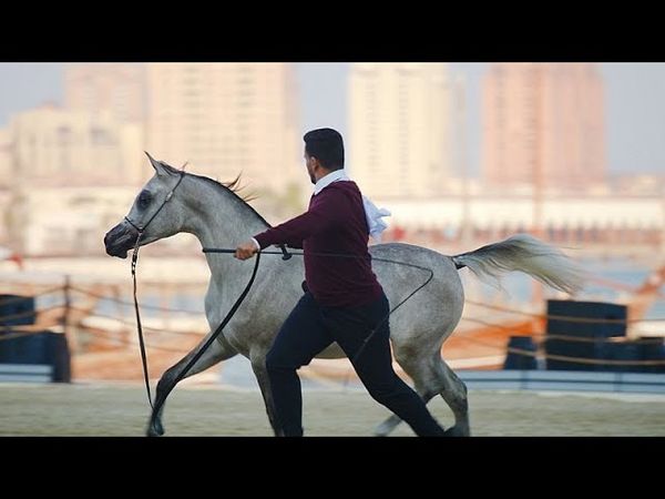 A spotlight on Qatar’s beloved animals, from Arabian horses to whale sharks and falcons | Qatar 365