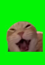 Cat Laughing Meme | Green Screen  #catmeme #catlover #cats #laughing ...