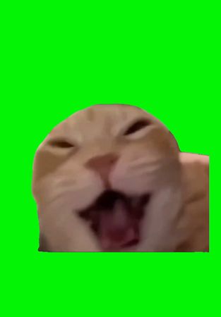 Cat Laughing Meme | Green Screen  #catmeme #catlover #cats #laughing ...