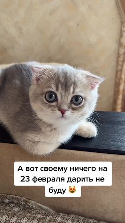 #киса #праздники #радостьжизни #милота💕💕💕 #кошкиприколы #радмир