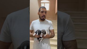 الشب والكلاب الصغيرة 😁😁 جيفارا العلي