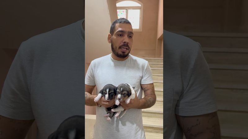 الشب والكلاب الصغيرة 😁😁 جيفارا العلي