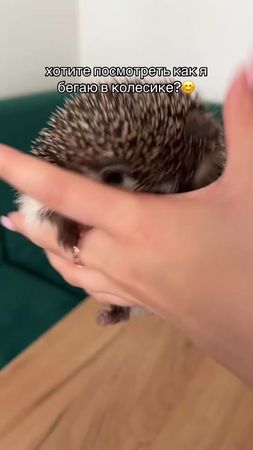 наша милашка Пуговка 😍#рекомендации #fypシ゚viral #реки #животные #❤️ 