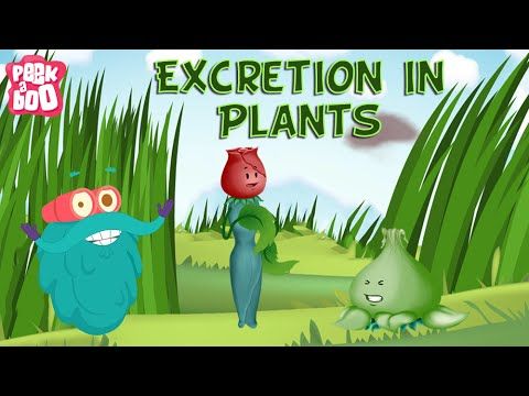 Excretion In Plants | The Dr. Binocs Show | Learn Videos For Kids