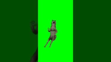 Танцующий Волк 🐺ИХВИЛЬНИХТ - зелёный фон #tiktok #shorts #viral