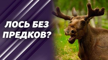 Зачем лосю каждый год рога, если они всё равно отпадают