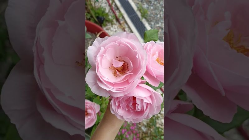 Нахема #розы #роза #цветы #flowers #сочи #rose #сад