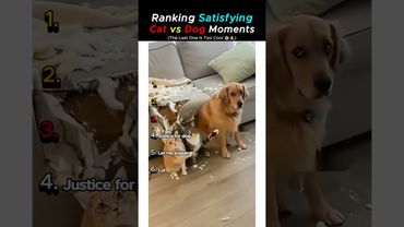 Cats vs Dogs: The Most Perfectly Satisfying Moments Ranked! #shorts #viralvideo #cat #dog #animals