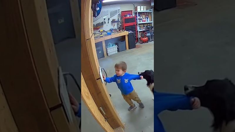 Heartwarming Dog Moments That Melt Your Soul 🐶❤️7#dog #funny #pets #baby #love #live #family