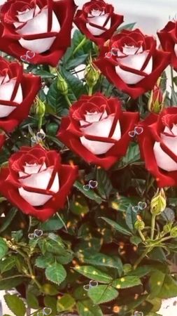 Комплимент!