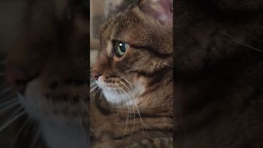 Задача и проблема 🤔😉🙀🤣 #cat #кот #юмор #позитив #популярное #цитаты #котушка