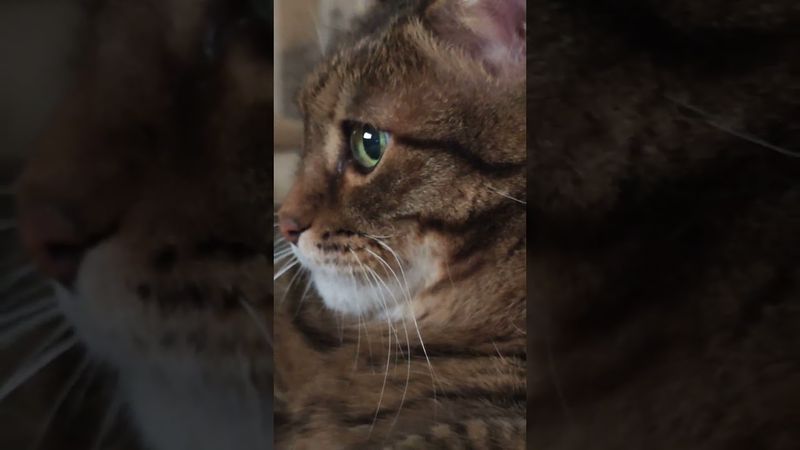 Задача и проблема 🤔😉🙀🤣 #cat #кот #юмор #позитив #популярное #цитаты #котушка