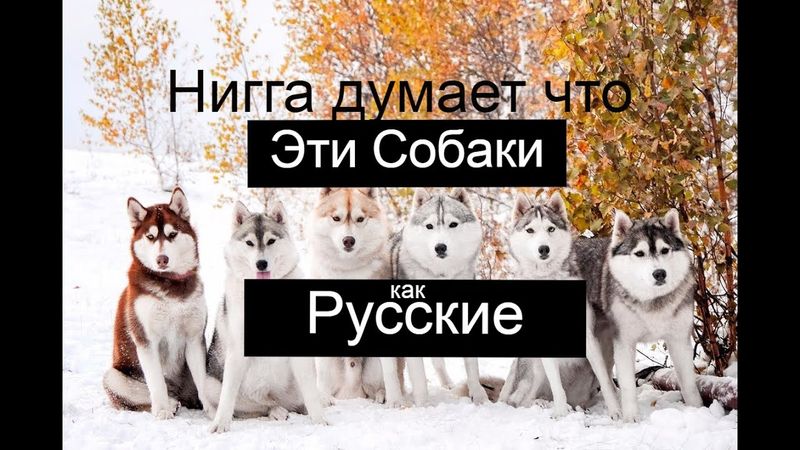 Эти собаки мне напоминают русских - сами посмотрите. Согласны или нет ?