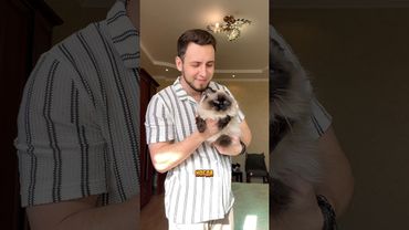 Чешу котиков с помощью пылесоса😹 Топовый набор для груминга Genio pet A30 Арт. Ozon: 1867082161 👍