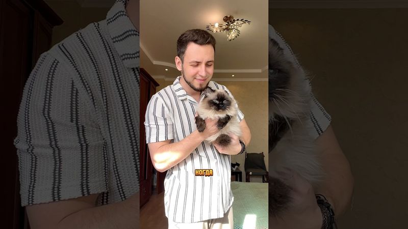 Чешу котиков с помощью пылесоса😹 Топовый набор для груминга Genio pet A30 Арт. Ozon: 1867082161 👍