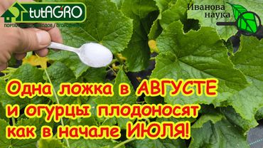 ДАЙТЕ это ОГУРЦАМ в АВГУСТЕ и даже слабые огурцы вмиг заплодоносят до заморозков, а урожай тоннами!