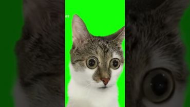 коты на зелёном фоне #тикток