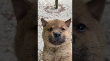 #cute #vairal #puppy #foryou #creatorsearchinsights #小奶狗 #犬好きと繋がりたい