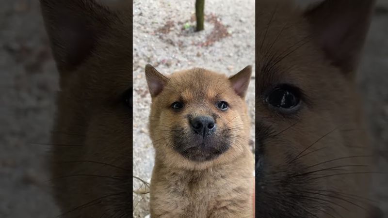 #cute #vairal #puppy #foryou #creatorsearchinsights #小奶狗 #犬好きと繋がりたい