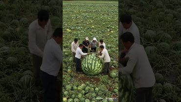 Farmers are super busy harvesting this giant watermelon