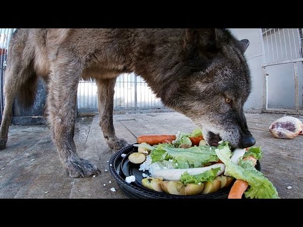 Матёрый Волк Акела с днём рождения, Канадский Волк За ЗОЖ, большой волк на севере