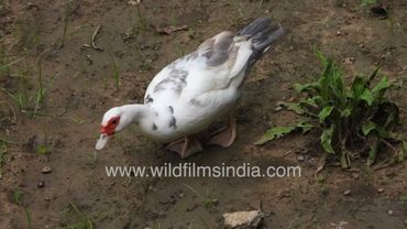 Muscovy ducks waddle in corn fields at Wilderness Orchard Delhi, eat insects, molluscs & corn plants