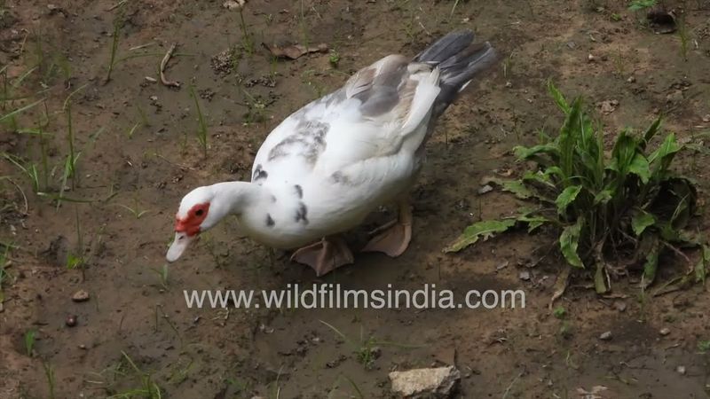 Muscovy ducks waddle in corn fields at Wilderness Orchard Delhi, eat insects, molluscs & corn plants