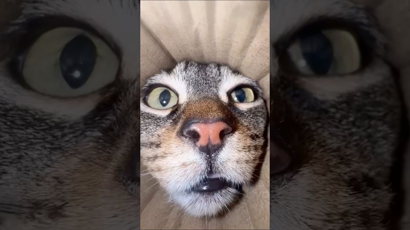 #рекомендации #юмор #прикол #котики #cat #catvideos #cats #catshorts #funny #funnycats #funnyshorts