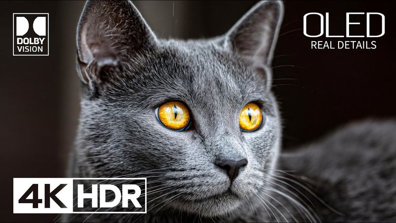 Amazing 4K HDR Video ULTRA HD 240 FPS - Dolby Vision (4K Video)