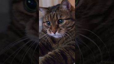 Заболел хомяк 🐹🙀😉🤣 #cat #кот #юмор #котушка #приколы #цитаты #смех