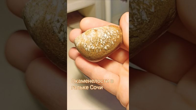 Камень с сюрпризом. Морской ëж или всё же ругоза? Древняя жизнь Сочи