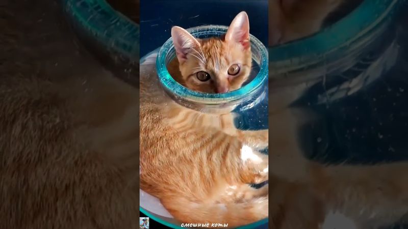 Смешные коты. #домашниеживотные #cat #коты #веселыекоты #смешныекоты #funny