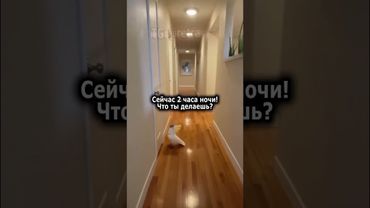 Человеки спят? Отлично!Зажигаем!#shorts#попугай#birds #позитив