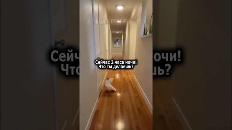 Человеки спят? Отлично!Зажигаем!#shorts#попугай#birds #позитив
