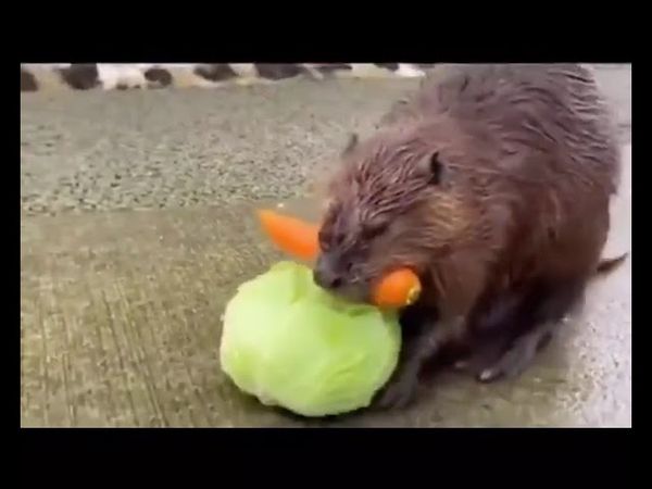 Beaver on his hind legs carries cabbage in his paws and carrots in his teeth