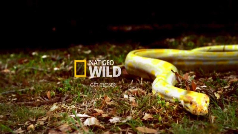 Nat Geo Wild HD-Заставка канала №1 (09.08.2012)
