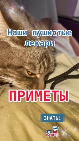 #кошечка😻Буся #приметыиповерияотБуси