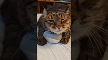 Кайфушки 😃🐱🤣😻🤩#cat #кот #music #юмор #котушка #котик