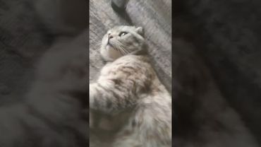 #а4 #глент #reels #shorts