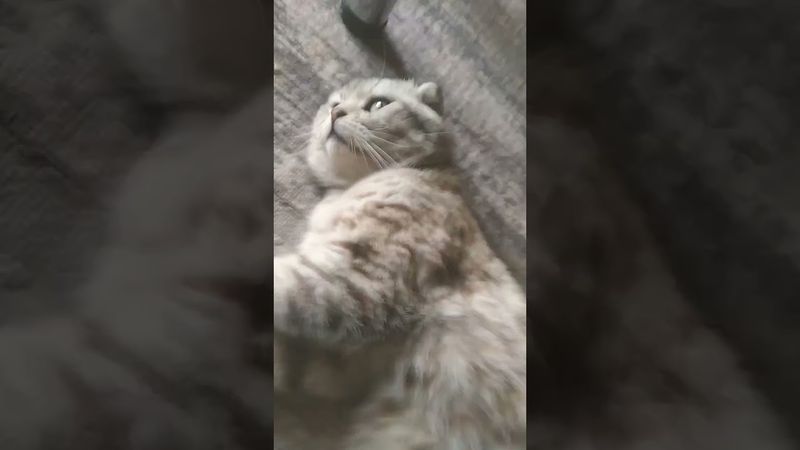 #а4 #глент #reels #shorts