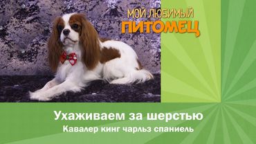 Кавалер Кинг Чарльз Спаниель: УХОД ЗА ШЕРСТЬЮ